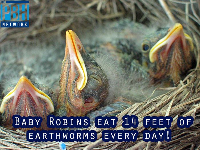 Baby Robins Earthworms Picture