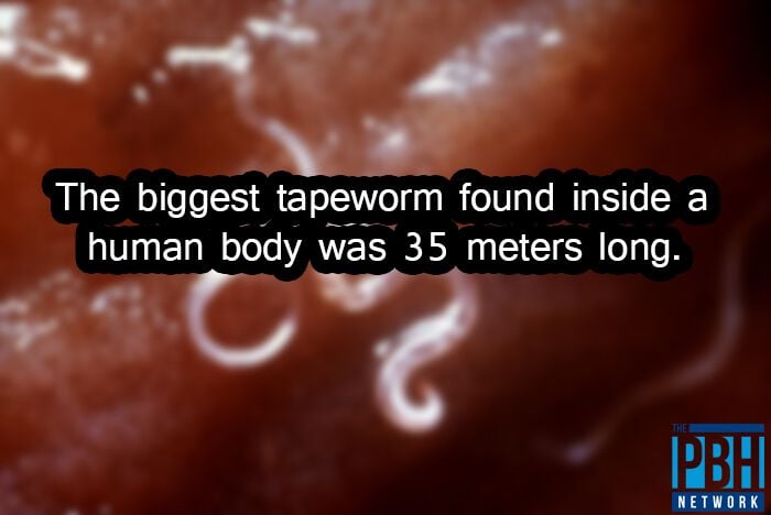 Biggest Tapeworm Interesting Facts About Life