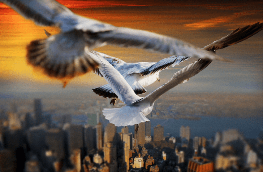 Birds Eye View New York