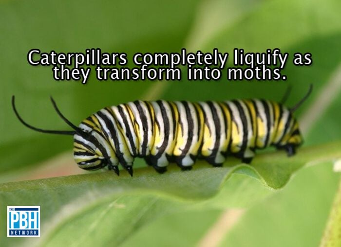 Caterpillars