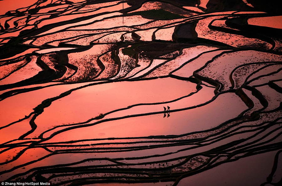 China Landscape Pink Lines