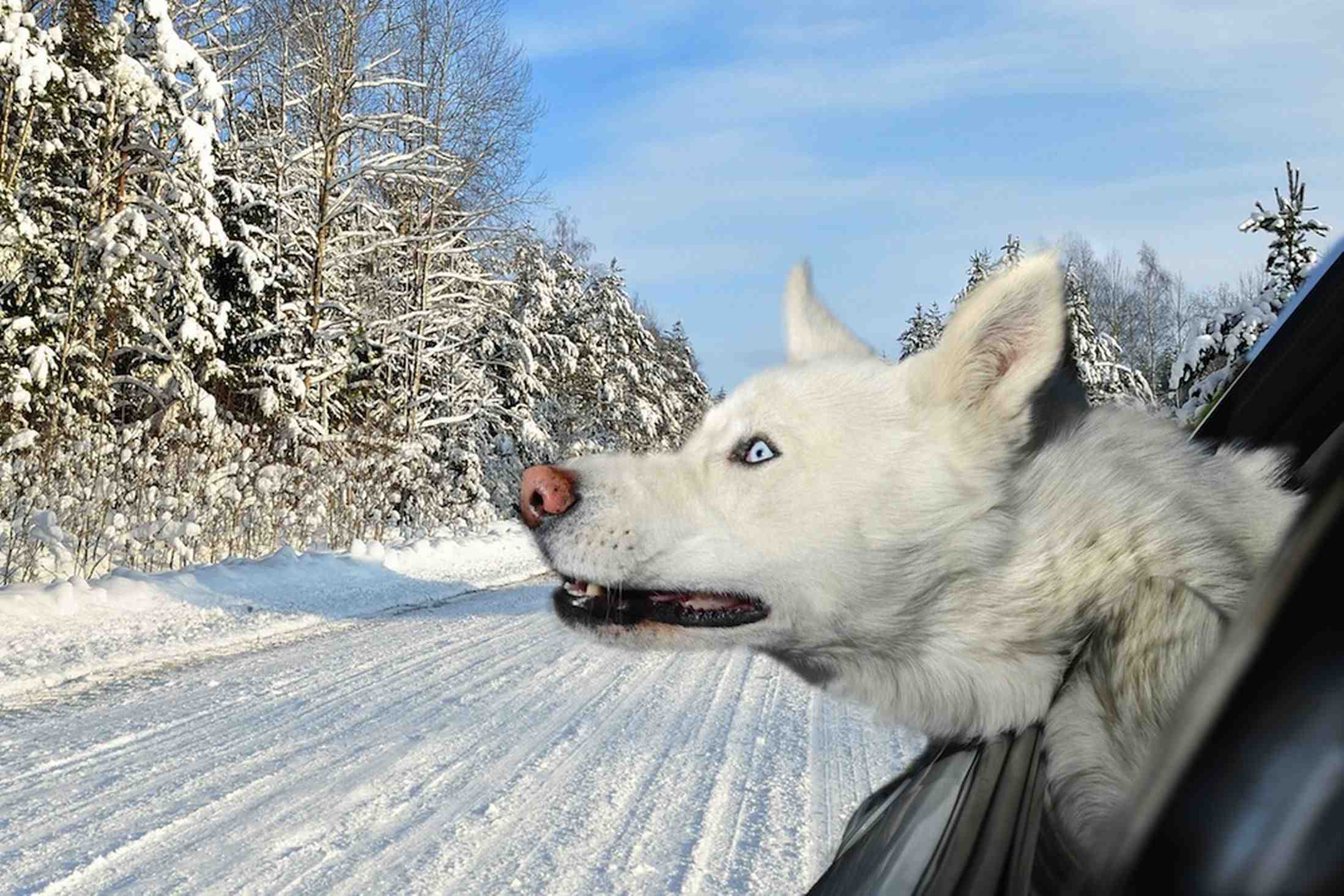 Dogs In Cars Husky