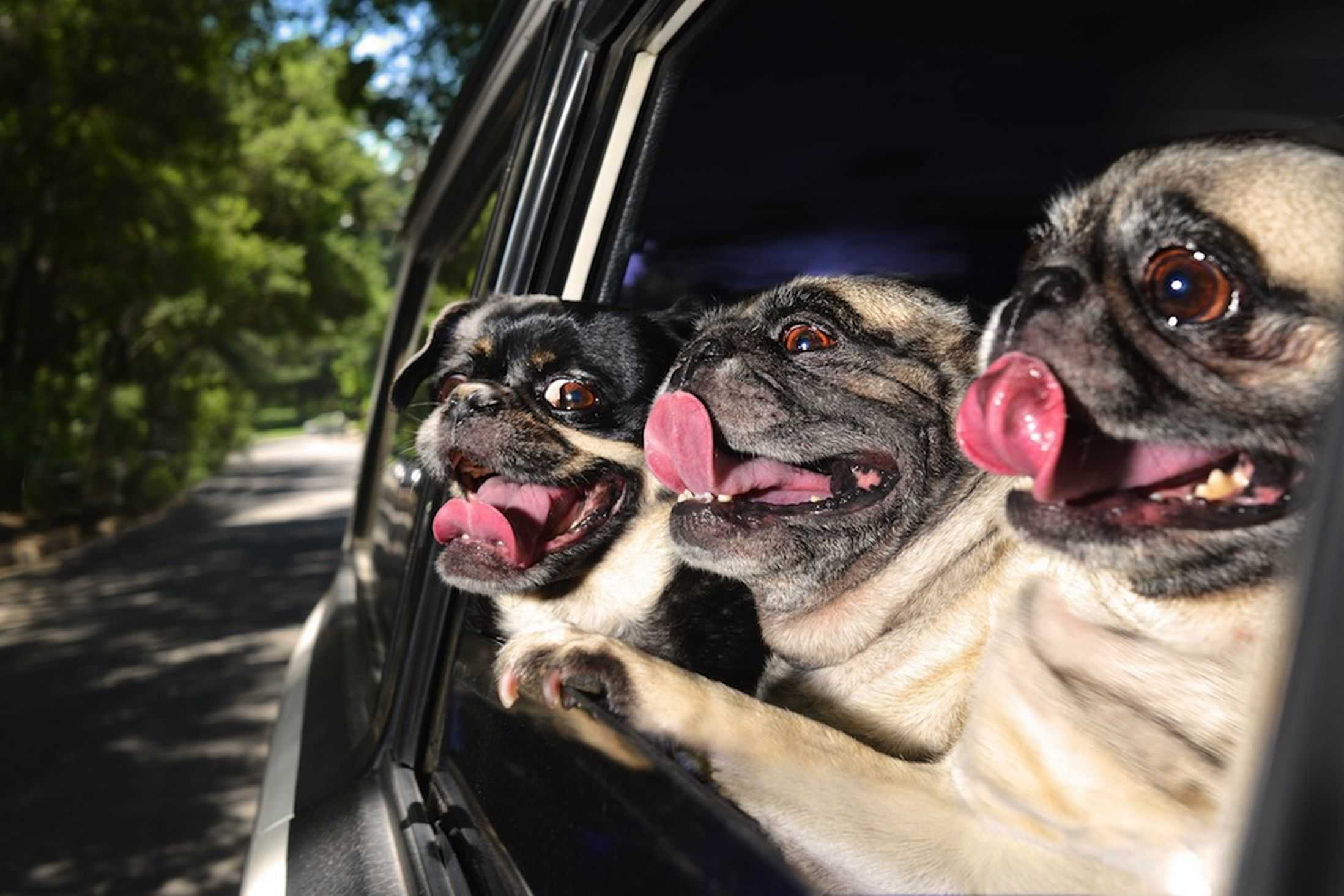Dogs In Cars Pugs