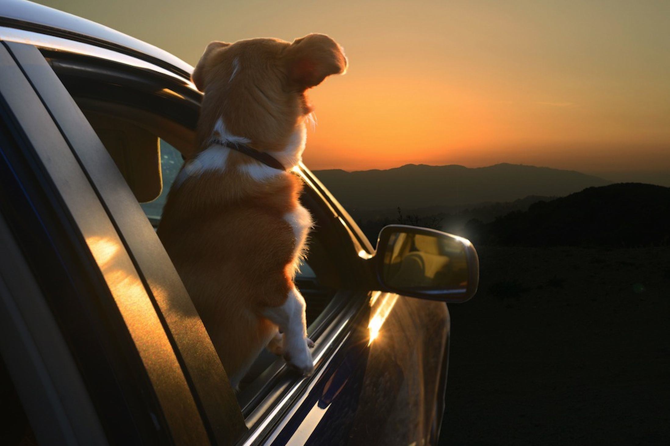 Dogs In Cars Terrier