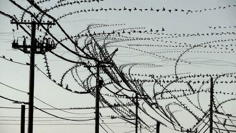 Dennis Hlynsky Bird Flight Paths