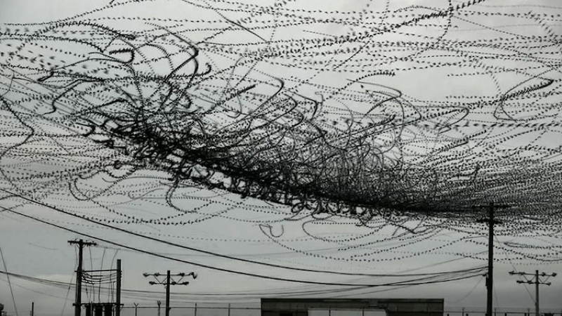 Flight Paths Speedway Bird