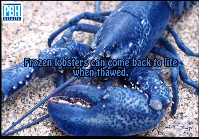 Frozen Lobsters