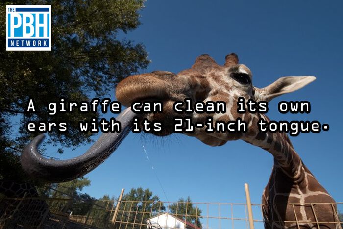 Giraffe Tongue