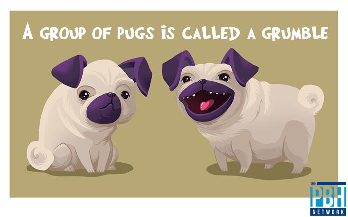 Grumble Of Pugs