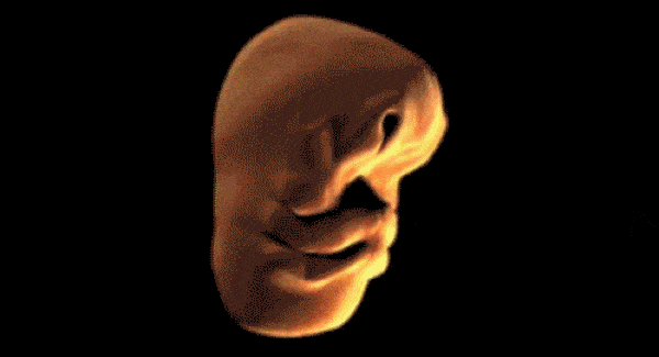 GIFs Human Face Forming