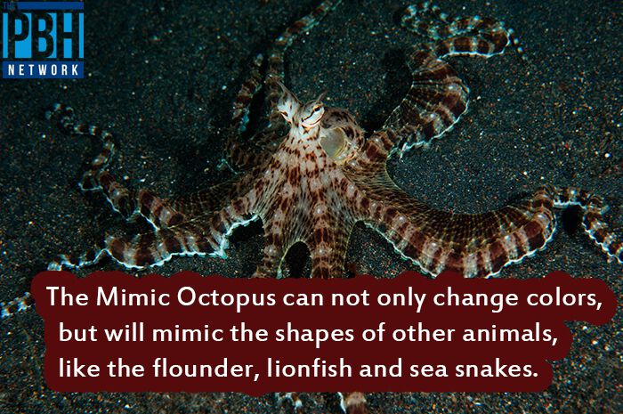 Interesting Facts Mimic Octopus