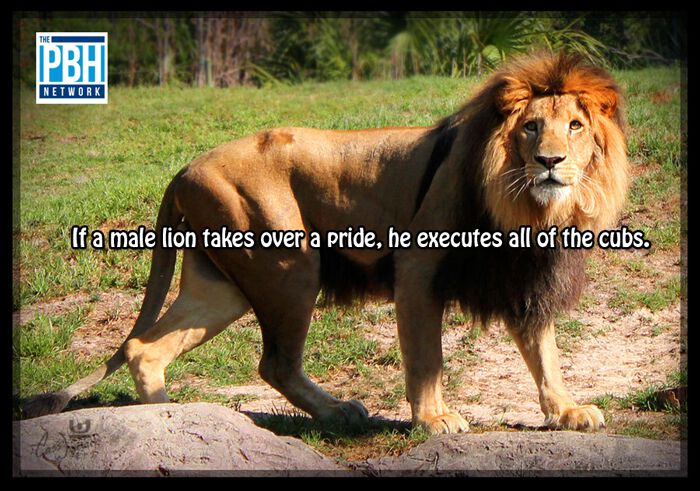 Lion Facts