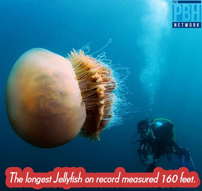 Longest Jellyfish