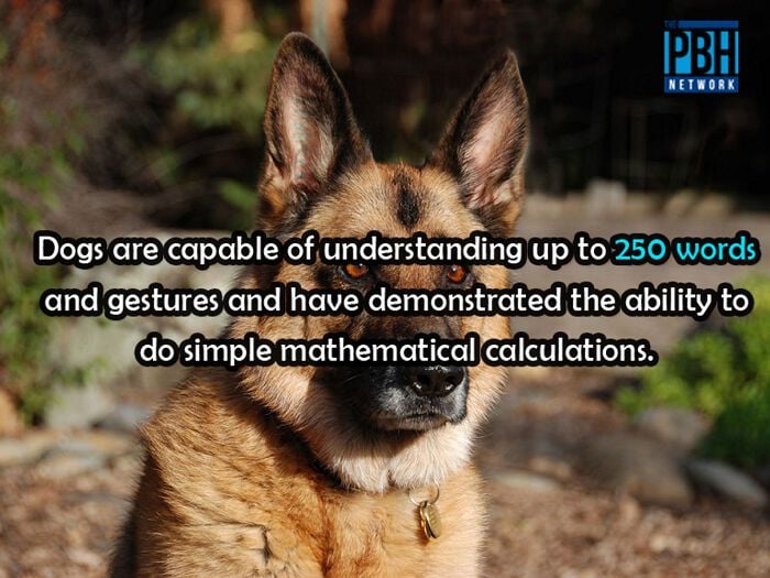 Mental Capacity Of Dogs