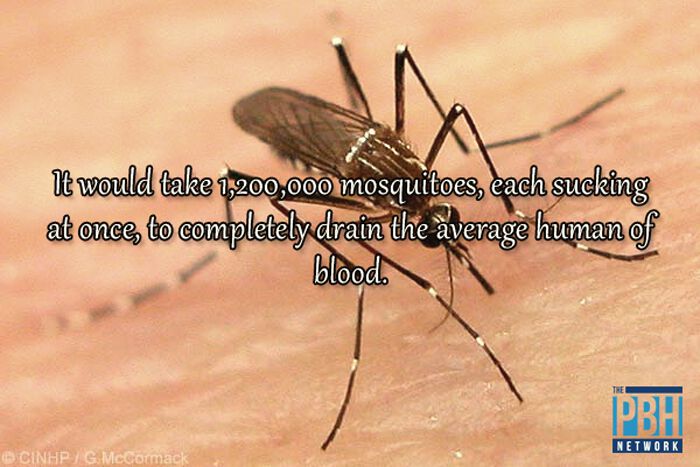Mosquitoes