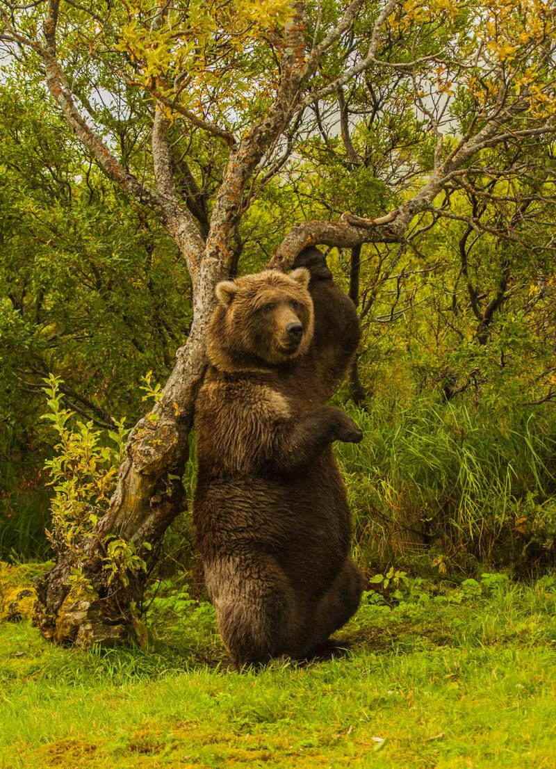 Nature Conservancy Contest Bear
