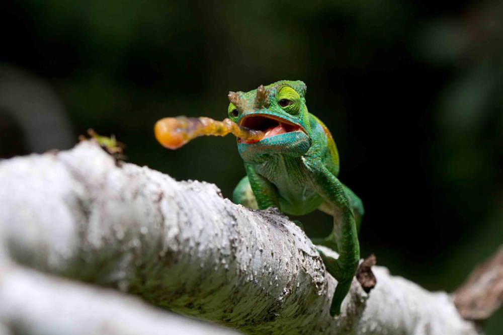 Nature Conservancy Contest Chameleon