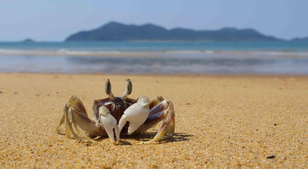 Nature Conservancy Contest Crab