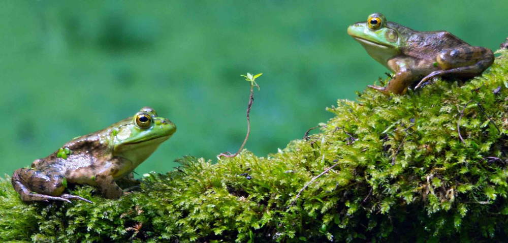 Nature Conservancy Contest Frogs