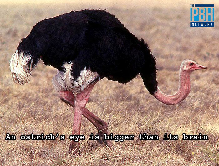 Ostrich Brain Fact