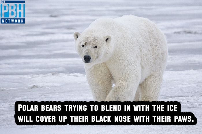 Polar Bear Camouflage
