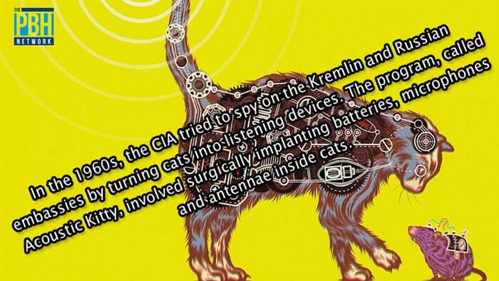 Interesting Facts About Spy Cats