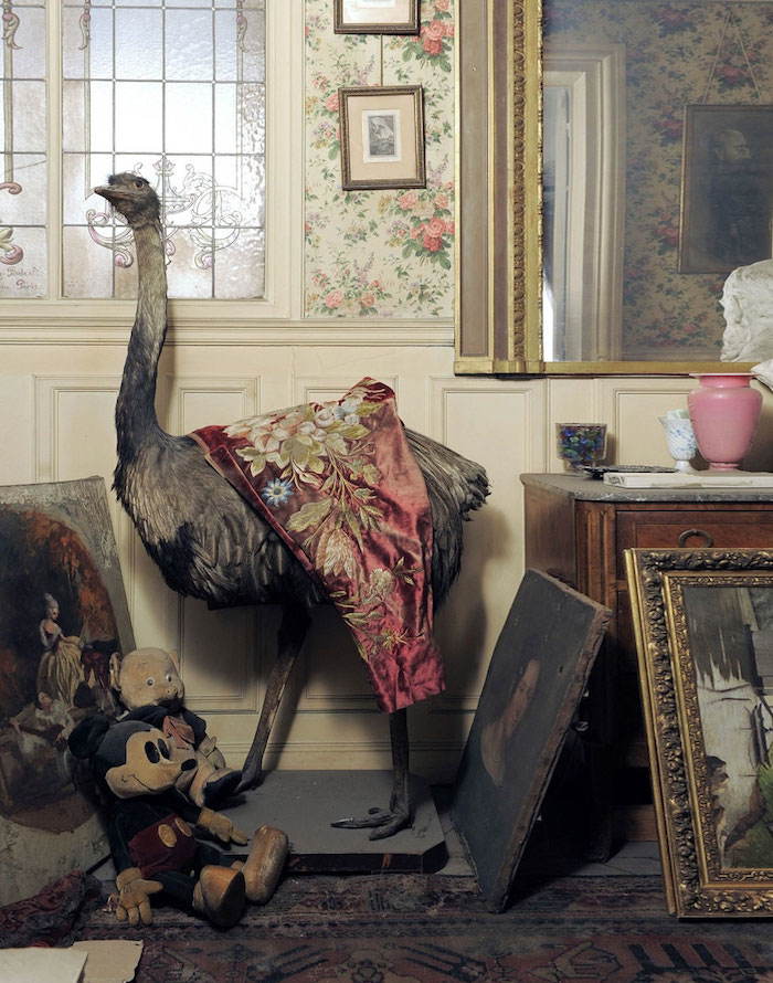 Time Capsule Ostrich