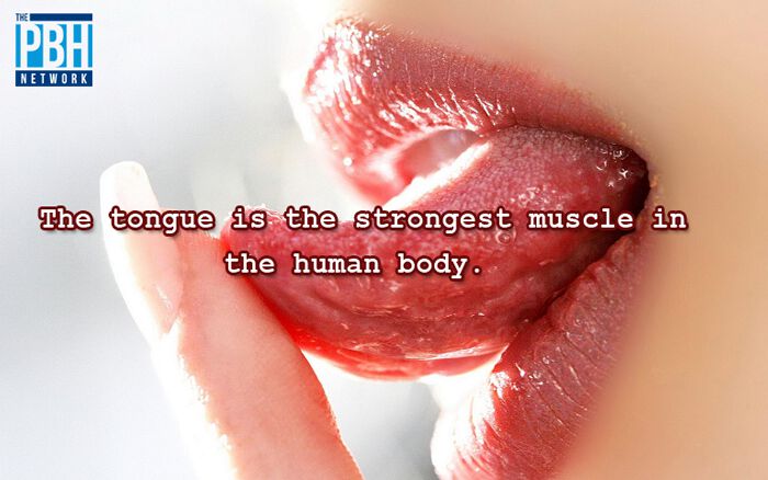 Tongue Is The Strongest Muscle