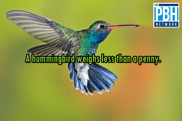 Weight Of A Hummingbird