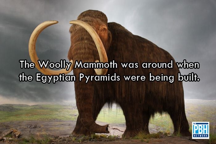Wooly Mammoth