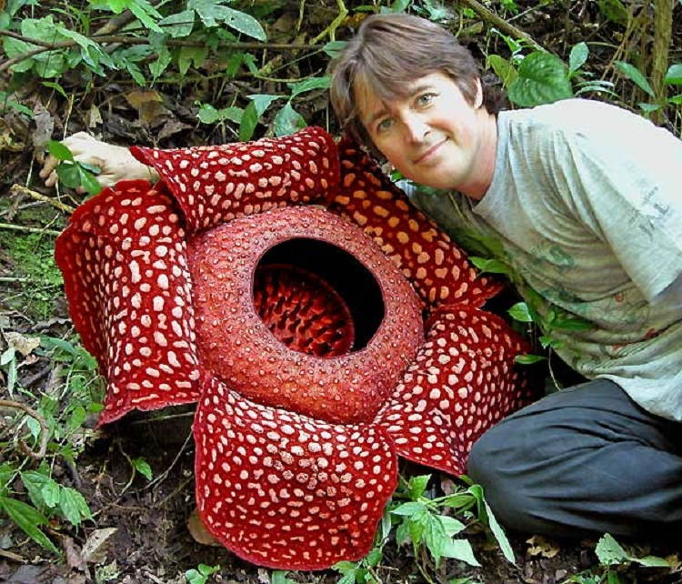 Fascinating Plants Corpse With Man