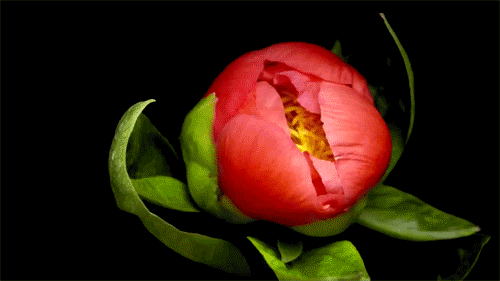 10 Absolutely Gorgeous Blooming Flower GIFs