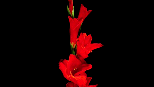 Slow Bloom