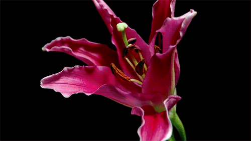 Stargazer Lily