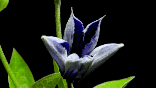 Blooming Flower Violet Extension