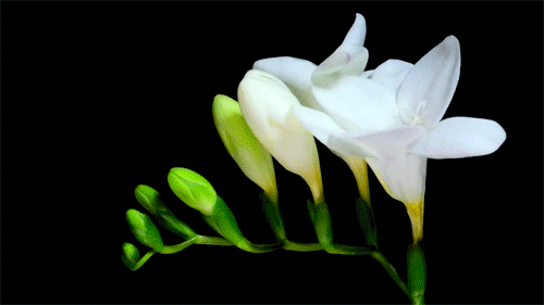 White Cascade In BLoom