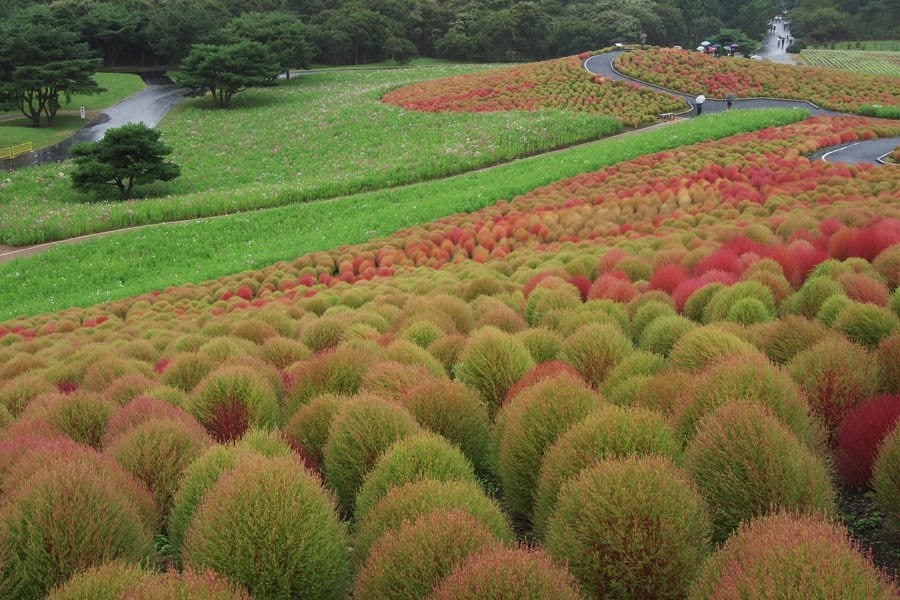 Hitachi Seaside Park