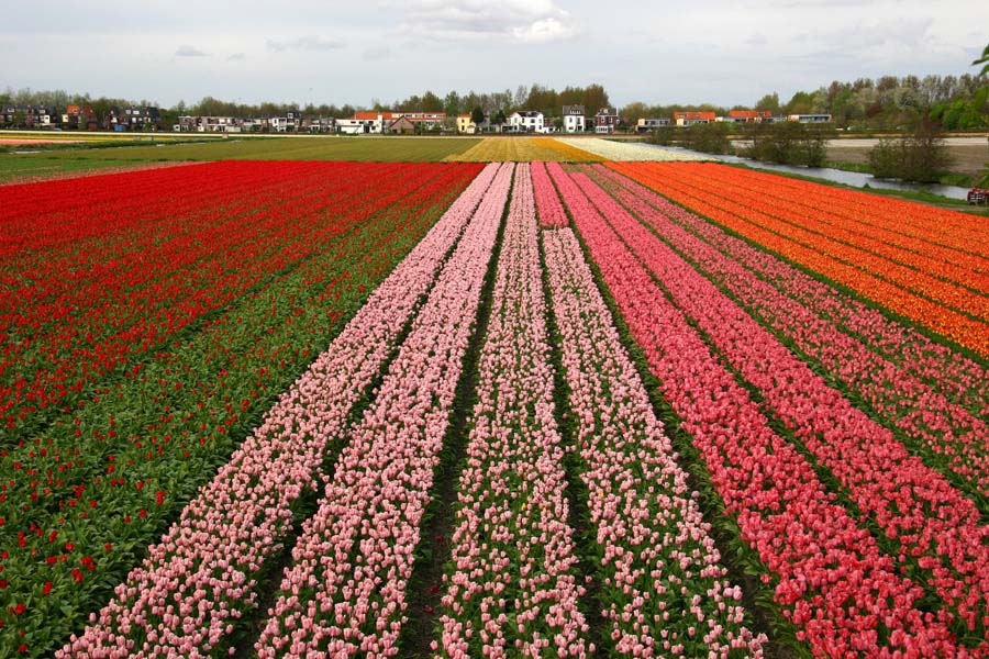 Unbelievable Places Tulip Fields