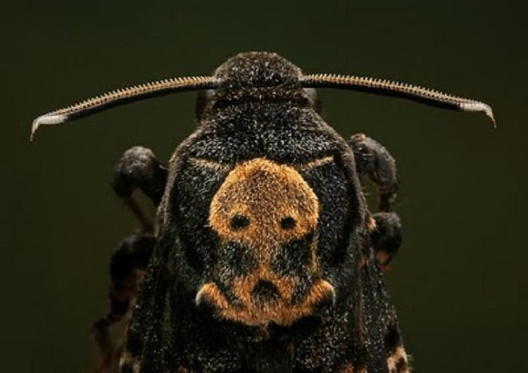 Moth Species Death Closeup