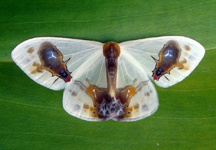 Macrocilix Beautiful Moth Species