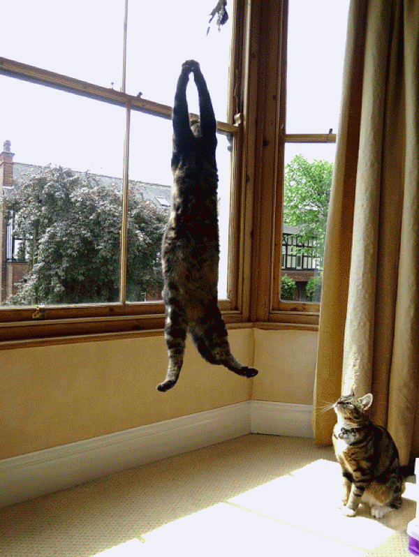 Cat In Air