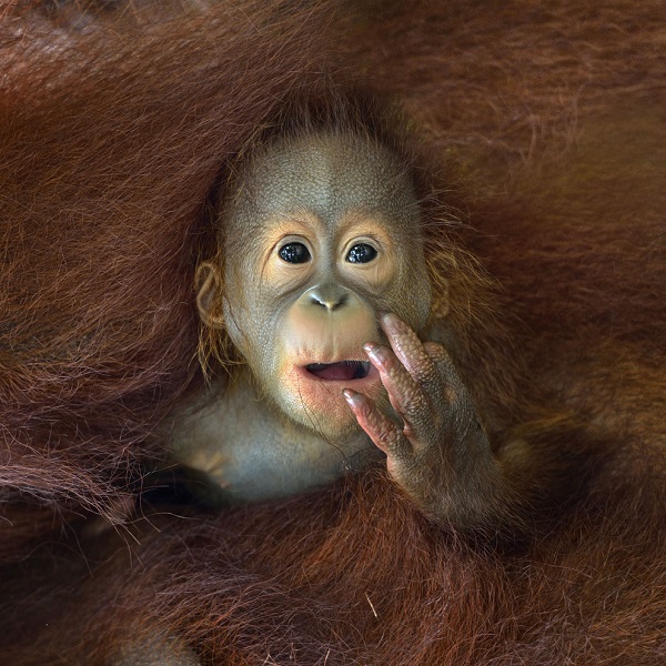 Image of Curious Monkey