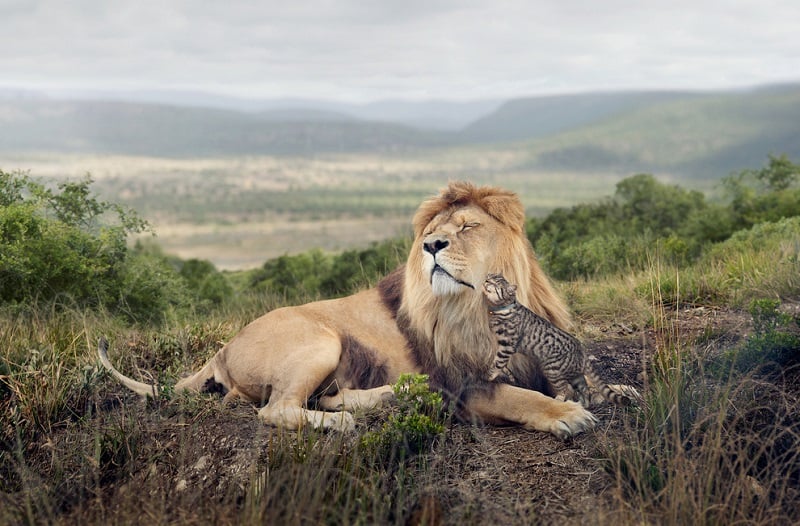 Campaign Category in Sony World Photography Awards