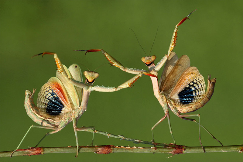 Insects in Sony World Photography Awards