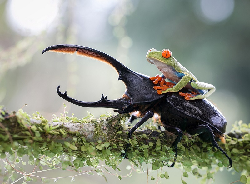 Frog Riding a Beetle Photography Award