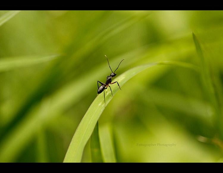 Weird Parasites Ant Grass