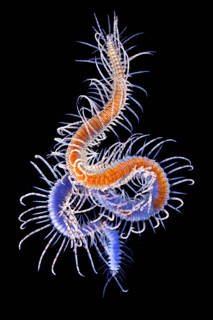 Blue Orange Worm