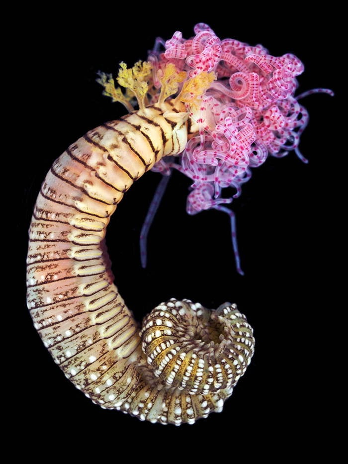 Worm With Bouquet
