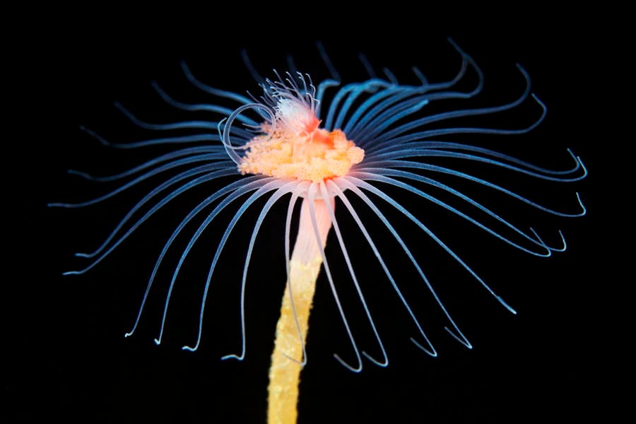 Deep Sea Photography Flower