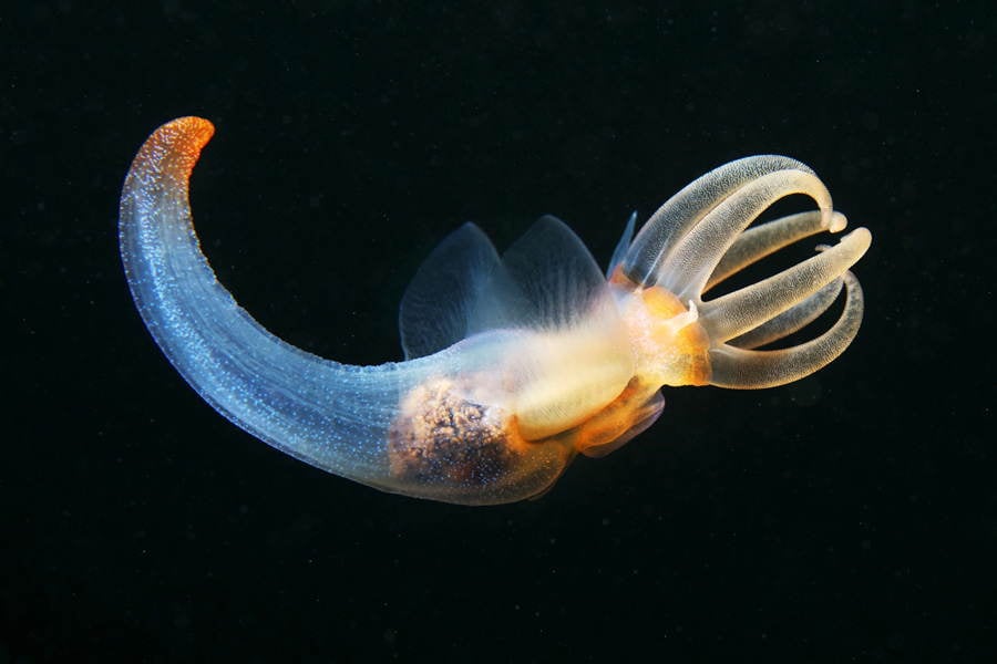 Alexander Semenov Photo Of A Translucent Squid